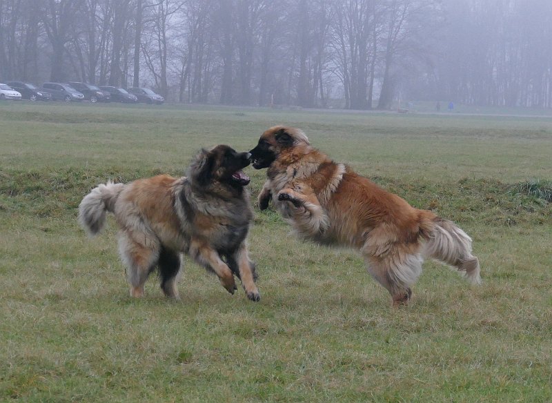Jeffrey3077.JPG - Tja, die Ruhe war wohl von kurzer Dauer, dann zeigen wir dem Grizzly doch, wo der Bartli den Most holt!