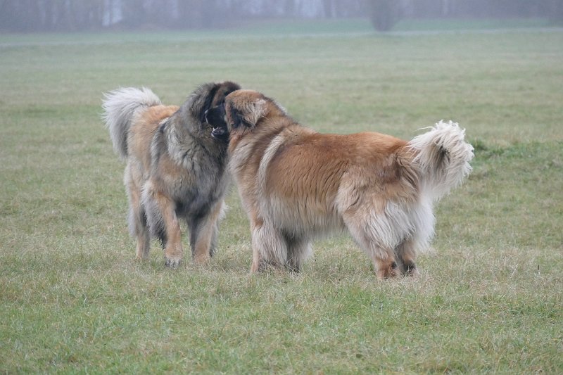 Jeffrey3079.JPG - Okay, wenn Du mir die Schnauze leckst, dann bin ich halt wieder brav!