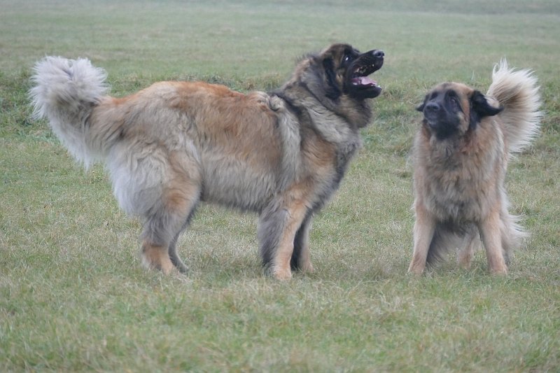 Jeffrey3093.JPG - Grizzly lacht 'ne Runde!
