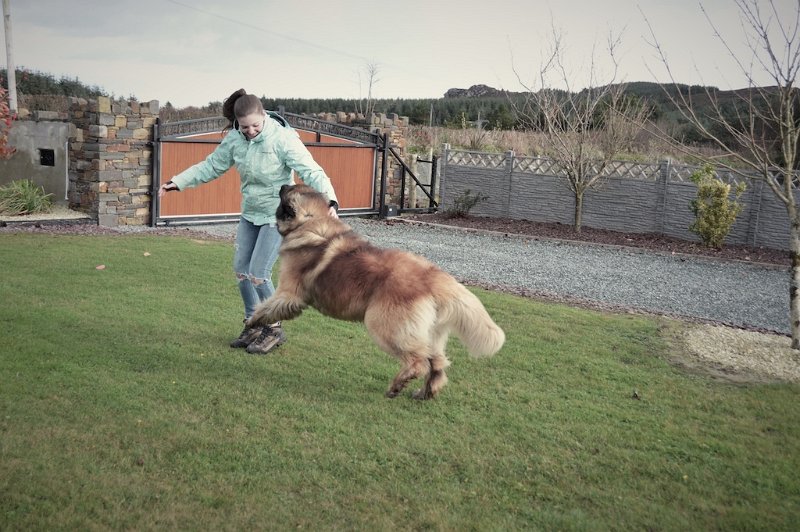 K_Wurf0011.jpeg - Deckung in Irland