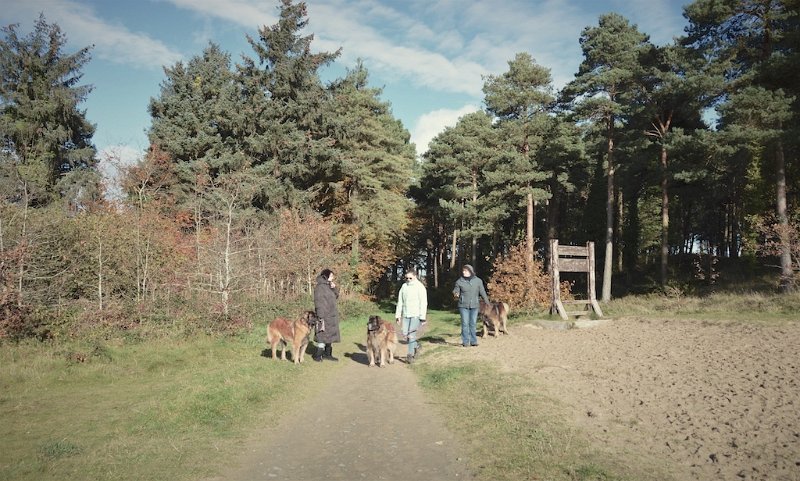 K_Wurf0025.jpeg - Deckung in Irland
