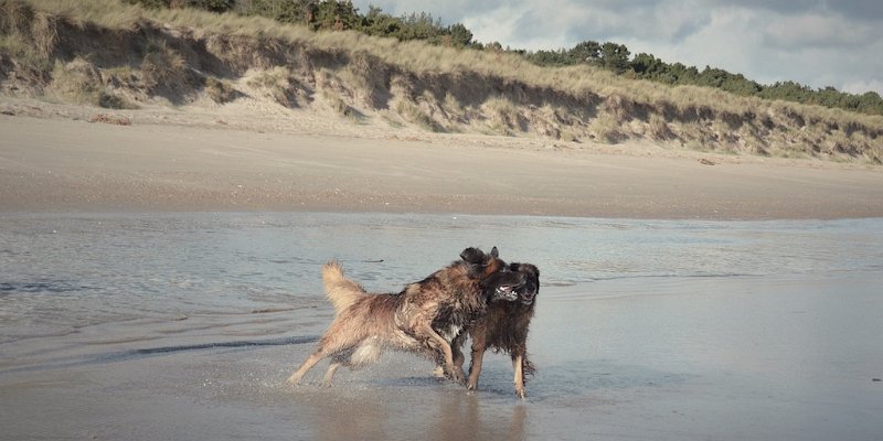 K_Wurf0071.jpeg - Deckung in Irland