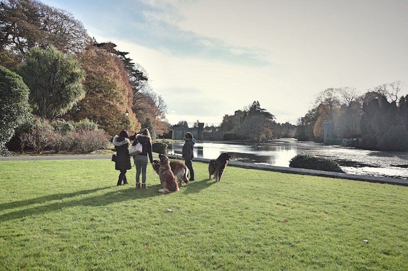 K_Wurf0107.jpeg - Deckung in Irland