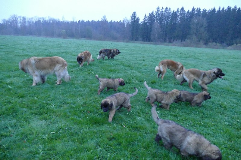 K_Wurf1317.JPG - K-Wurf Woche 10