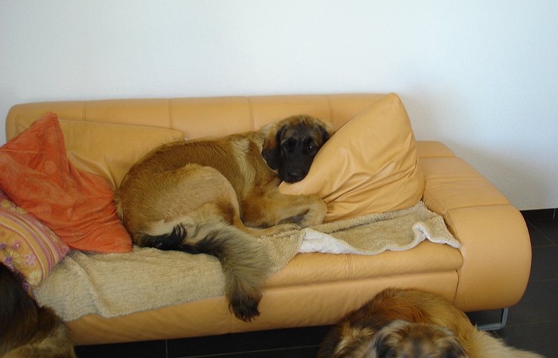 Laufey0025.JPG - Hab ich mal bei meiner Tante Arwen gesehen, ist ja soooo bequem!