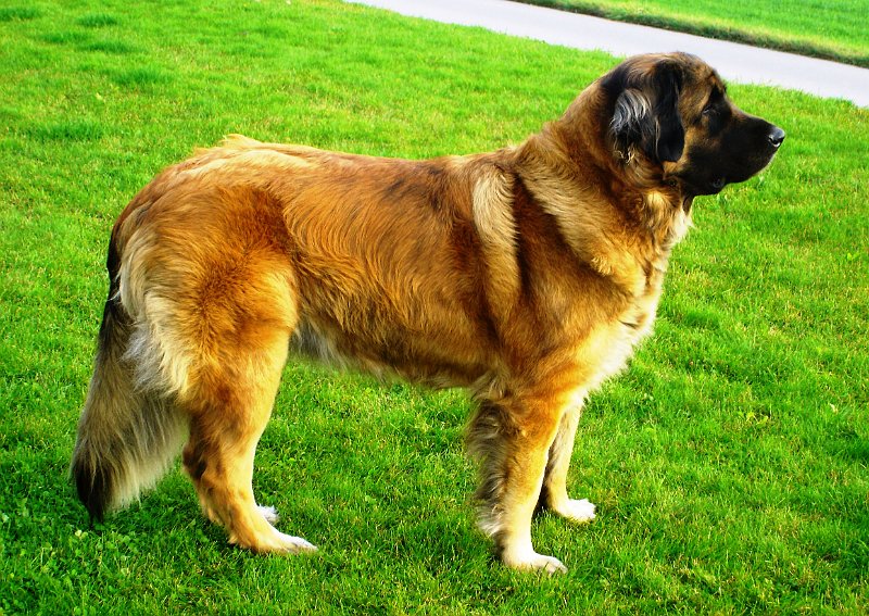 Laufey0062.JPG - Jetzt soll mir doch mal einer sagen, ich k�nne nicht wie ein normaler Hund da stehen!