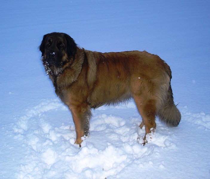 Laufey0066.JPG - Hier seht Ihr mich kurz vor Weihnachten 2009, erstaunlicherweise hattte es da Schnee (Laufey im Alter von 23 Monaten)
