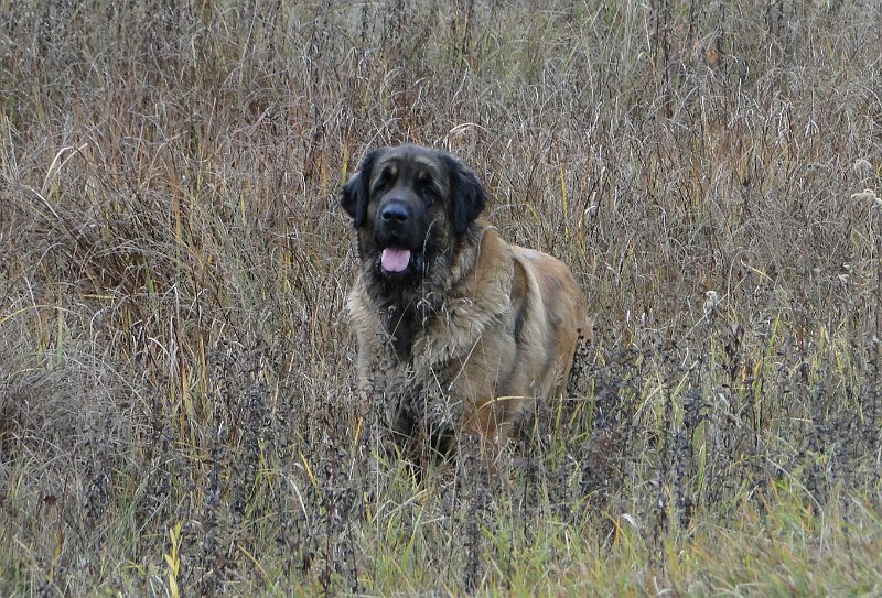Laufey0085.JPG - L�we auf Jagd in "Out of Africa"