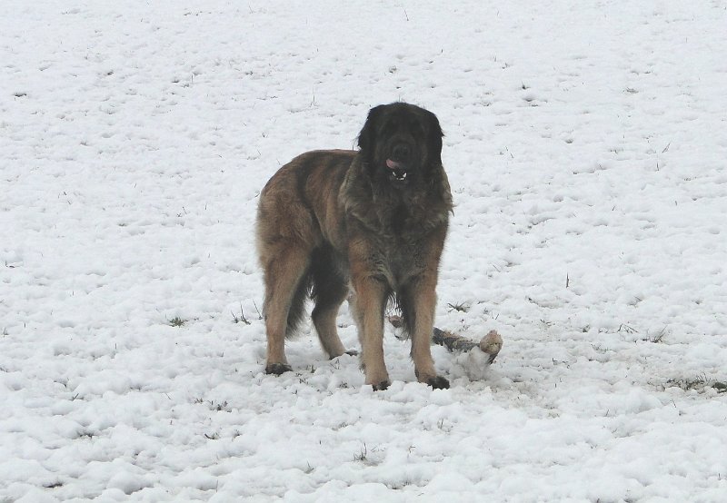 Laufey0100.JPG - Nicht wahr?