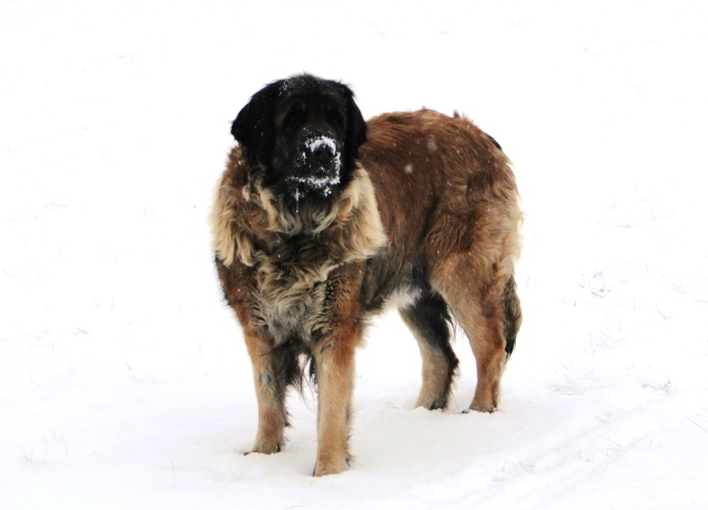 Laufey4012.JPG - Im Schnee seh ich halt schon gut aus, nicht wahr?