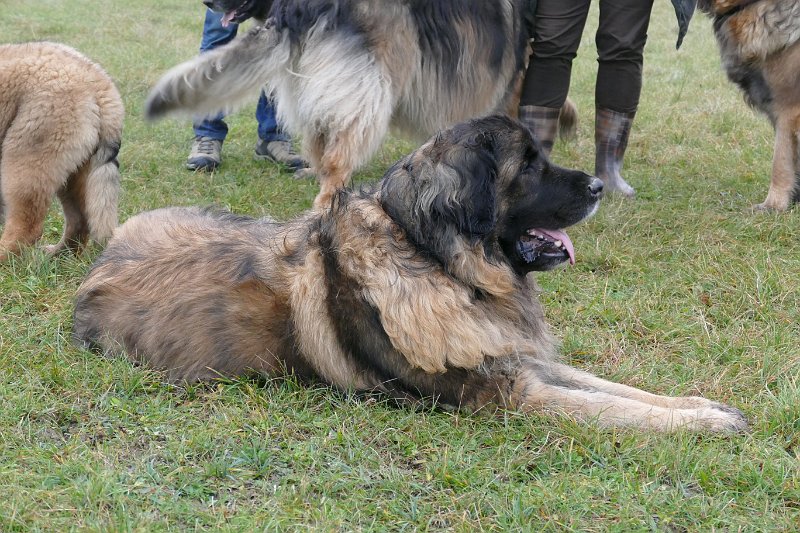 Laufey4337.JPG - Laufey mit ca. 7 Jahren