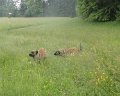 Treffen20130149