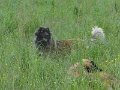 Treffen20130154